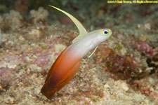 flame goby